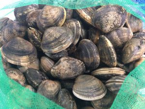 Clams - ideal for a hearty stew!